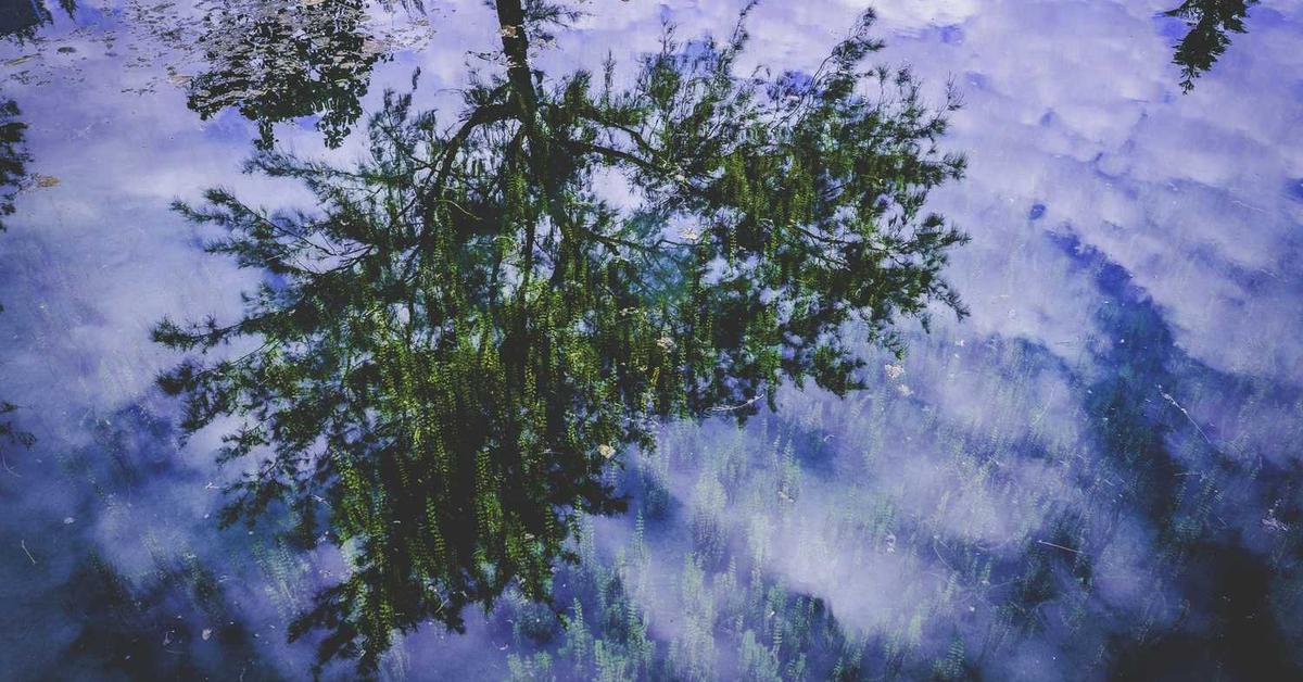 Zaawansowany Caching z Varnish dla WordPress: Przewodnik po Ekstremalnej Optymalizacji Wydajności